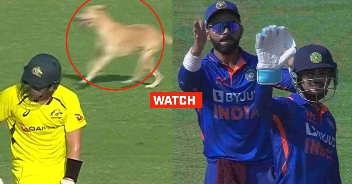 ind vs aus 3rd odi dog on field sportstiger